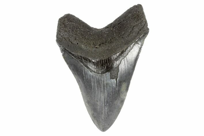 Fossil Megalodon Tooth - South Carolina #186774